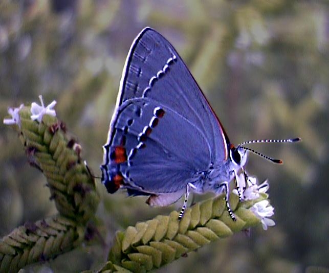 Tiny Moth.jpg (118814 bytes)