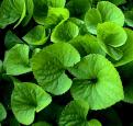 Green Leaves.jpg (5191 bytes)