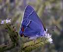 Tiny Moth.jpg (2641 bytes)