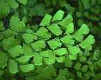 Fern.jpg (3645 bytes)